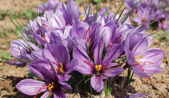 کشاورزان ولسوالی کشک رباط سنگی هرات خواهان توزیع پیاز زعفران شدند