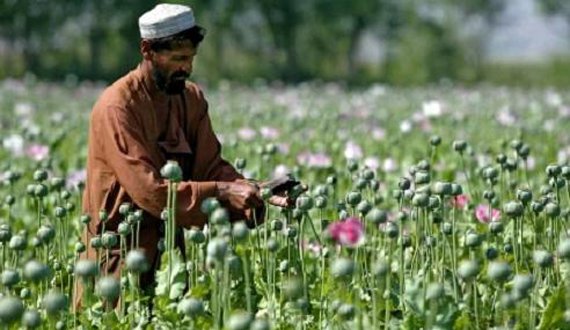 افزایش ۴۳ درصدی تولید مواد مخدر در افغانستان سربازرس ویژه امریکا در امور بازسازی افغانستان یا سیگار می‌گوید در سال ۲۰۱۶ کشت مواد مخدر ۴۳ درصد در افغانستان افزایش یافته است.