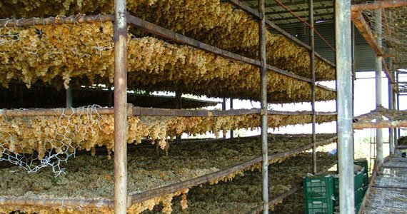 قرار داد ساخت ۳۰ باب کشمش خانه در فراه به امضا رسید