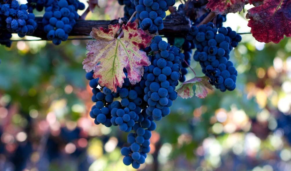 کشاورزان قندوزی از نبود بازار برای فروش محصولات شان شاکی اند