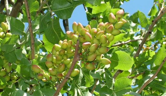 بیش از 2 هزارجریب باغ پسته در هرات ایجاد شد