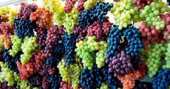 مسئولان در وزارت زراعت و مالداری گفته‌اند حاصلات انگور ولایت هرات نسبت به سال گذشته، 20 درصد افزایش یافته‌است.