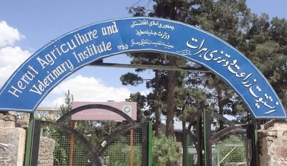 ده تن از فارغان انستیتوت زراعت هرات وارد بازار کار می‌شوند