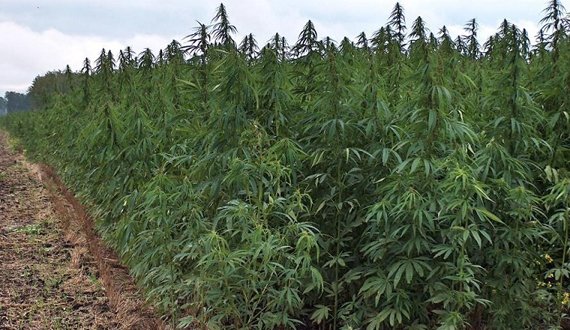 (12:36:56 PM) فرماندهی پولیس هرات از تخریب یک جریب زمین که چرس کشت شده بود خبر می‌دهد