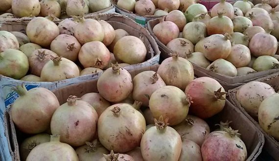 افزایش 11 درصدی حاصلات انار فراه نسبت به سال گذشته