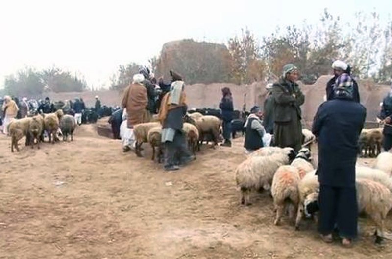 توزیع کمک‌های حمایتی برای دامداران در تخار