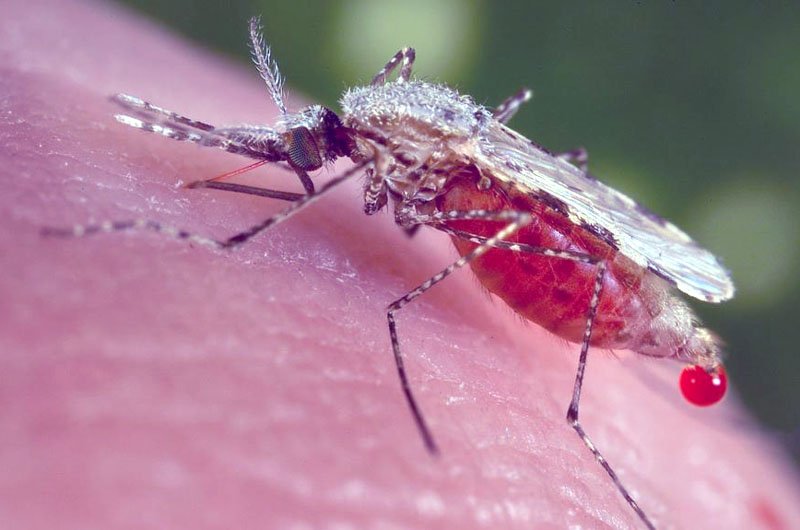 بیل گیتس برای جهان عاری از مالاریا سرمایه‌گذاری  میکند