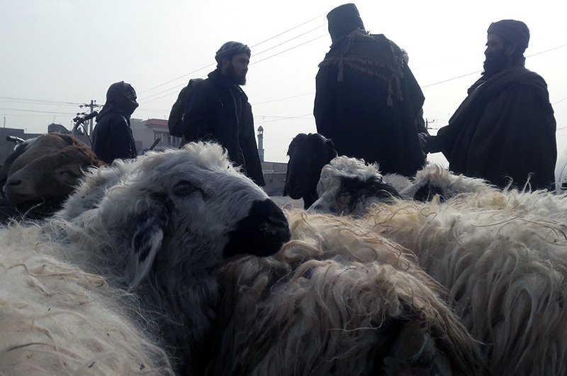 مسئولان صحت عامه غور برای جلوگیری از شیوع امراض حیوانی در روزهای عید قربان آماده اند