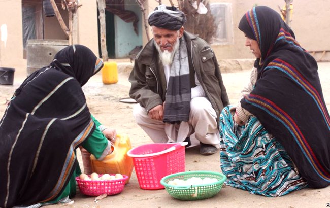 هزار خانم افغان صاحب فارم مرغداری شدند