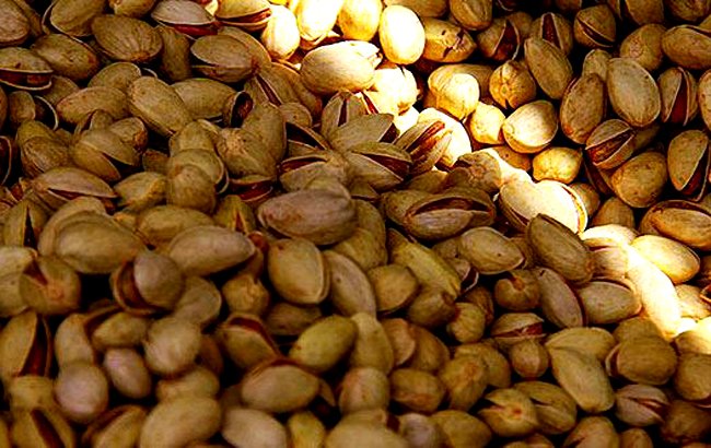 افزایش 40 درصدی حاصلات پسته در بدخشان