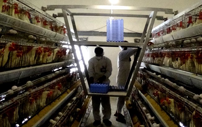 افتتاح نخستین فارم مرغداری و تولید تخم مرغ در ولایت هرات