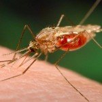 ۷۵ درصد شهروندان افغانستان درخطر ابتلا به مالاریا