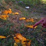 آلودگی محیط زیست