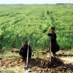 ارایه‌ بسته‌های کمکی به زارعان 26 ولایت