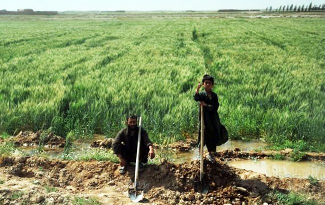 ارایه‌ بسته‌های کمکی به زارعان 26 ولایت