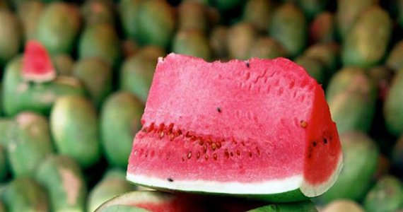 افزایش بی‌سابقه تربوز و کاهش کشت خشخاش