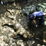 ببری یک نفر را در میدان مرکزی تفلیس کشت