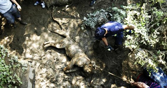 ببری یک نفر را در میدان مرکزی تفلیس کشت