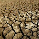 زمین وارد ‘عصر جدیدی از انقراض بزرگ’ می‌شود