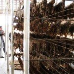 اعمار پنجاه کشمش‌خانه عصری در پنج ولایت