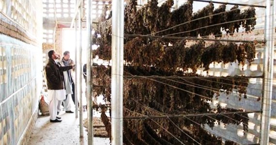 اعمار پنجاه کشمش‌خانه عصری در پنج ولایت