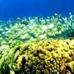 معافیت تپه های مرجانی استرالیا از فهرست محیط های در معرض خطر