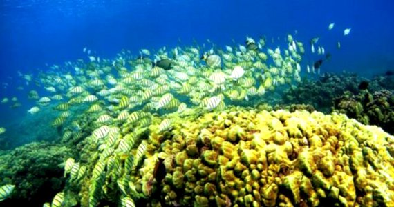 معافیت تپه های مرجانی استرالیا از فهرست محیط های در معرض خطر