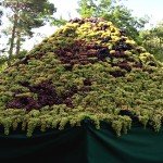 جشن انگور در هرات برپا شد