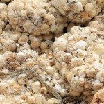 آغاز صادرات پیاز افغانستان به هندوستان