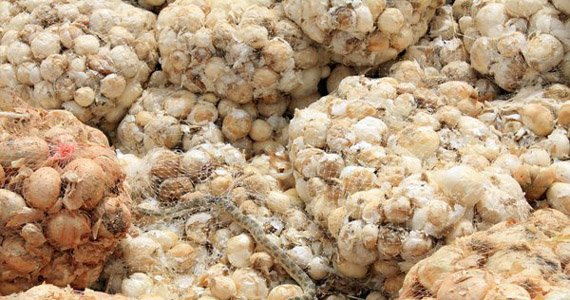 آغاز صادرات پیاز افغانستان به هندوستان