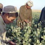 پول تشویقی قاچاق بران فراه به کشاورزان مواد مخدر