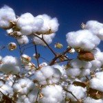 صنعت پنبه
