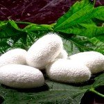 صنعت ابریشم