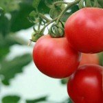 ترکیه ضربه سیاسی وارد کرد، روسیه ضربه اقتصادی وارد می کند