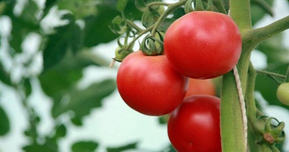 ترکیه ضربه سیاسی وارد کرد، روسیه ضربه اقتصادی وارد می کند