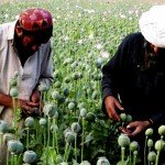 داعش تریاک افغانستان را به ترکیه قاچاق می‌کند