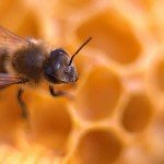 فارم تولید عسل