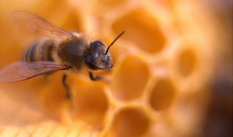 فارم تولید عسل