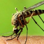 نخستین مورد ویروس زیکا در ایالت تگزاس تأیید شد