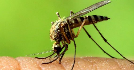 نخستین مورد ویروس زیکا در ایالت تگزاس تأیید شد