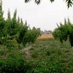 باغداری تخصصی در غور در حال افزایش است