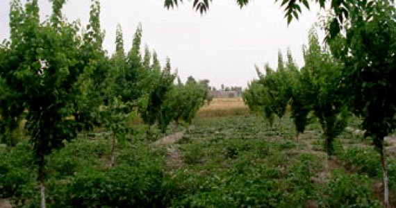 باغداری تخصصی در غور در حال افزایش است
