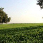 جشن سال نو آسیایی