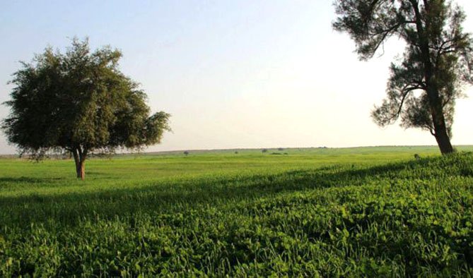 جشن سال نو آسیایی