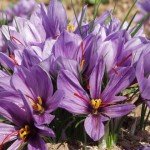 کشاورزان ولسوالی کشک رباط سنگی هرات خواهان توزیع پیاز زعفران شدند