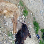 سرعت بیش‌ازحد رنجر پولیس جان ۱۳ رأس مواشی را گرفت