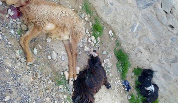 سرعت بیش‌ازحد رنجر پولیس جان ۱۳ رأس مواشی را گرفت