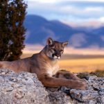 مهر مادری، پیروز میدان نبرد