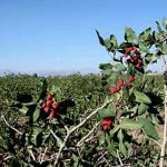 تدابیر حکومت برای حفظ کشتزار پسته در ولایت بادغیس چیست؟