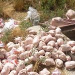 وزارت زراعت ۹۵۰ کیلوگرام گوشت فاسد را از بین برد